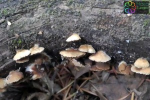 Crepidotus subverruciporus (2).jpg